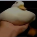 PatitoPingon