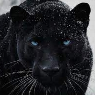 panther
