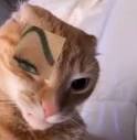 image.jpeg.a34978dad59202fd35247aef57c230a1.jpeg