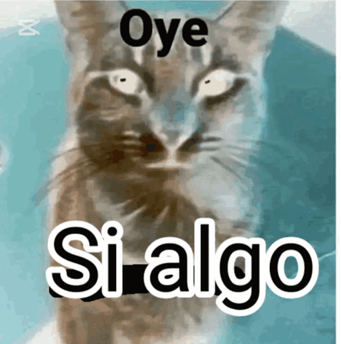 oye-si-algo-oye-no-nada.png.8e669e8ec883834e7268e6aa7c457150.png